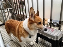 IMG_0362.jpg